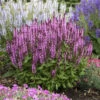'Pink Profusion' Salvia -Green Haven Shop Salvianemorosa PinkProfusion PP31435CPBRAF0002lowres