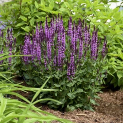 'Pink Profusion' Salvia -Green Haven Shop Salvianemorosa PinkProfusion PP31435CPBRAF0003lowres