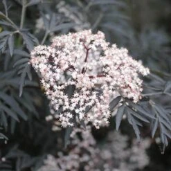 Black Lace® Elderberry -Green Haven Shop Sambucus Black Lace 2 P 2c181c6b add6 4d91 a371 7092c4b2fa11 sw