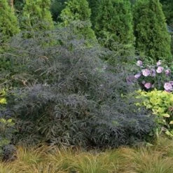 Black Lace® Elderberry -Green Haven Shop Sambucus Black Lace 3 P d57d2790 77fc 4b00 8d64 337af5479821 sw