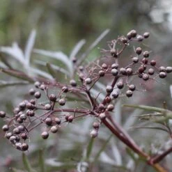 Black Lace® Elderberry -Green Haven Shop Sambucus Black Lace 6 P d5026fff ac27 4405 91a6 ded5ac7d0249 sw