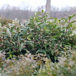 Sweet & Lo™ Sweet Box -Green Haven Shop SarcococcaSweetLoP1140831 1080x1080 9a3d0f4