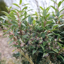 Sweet & Lo™ Sweet Box -Green Haven Shop SarcococcaSweetLoP1150870 1080x1080 9ba8878