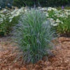 'Twilight Zone' Little Bluestem Grass -Green Haven Shop Schizachyrium TwilightZone LittleBluestem 1