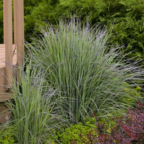 'Twilight Zone' Little Bluestem Grass 4 'Twilight Zone' Little Bluestem Grass - Image 2