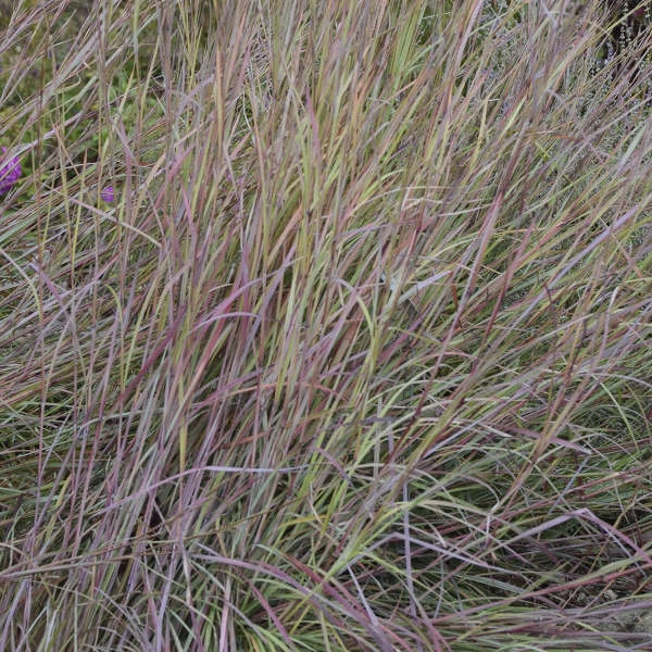 'Twilight Zone' Little Bluestem Grass 5 'Twilight Zone' Little Bluestem Grass - Image 3