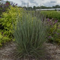 Prairie Winds® 'Blue Paradise' Bluestem Grass -Green Haven Shop Schizachyriumscoparium BlueParadise PP28145CPBR56500002highres sw