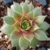 'Kalinda' Hens & Chicks -Green Haven Shop Sempervivum Kalinda 1 P