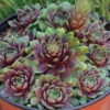 'Ruby Heart' Hens & Chicks -Green Haven Shop Sempervivum Ruby Heart 1 P