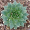 'Sunset' Hens & Chicks -Green Haven Shop Sempervivum Sunset 1 P
