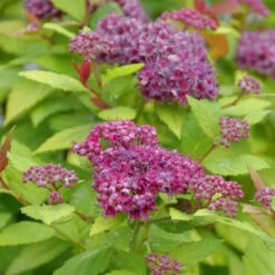 Double Play® Dolly™ Spirea -Green Haven Shop SideviewofthefluffyflowersonDoublePl