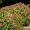 Double Play® Gold Spirea -Green Haven Shop Spiraea Double Play Gold 1 P sw