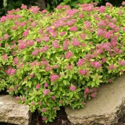 Double Play® Gold Spirea -Green Haven Shop Spiraea Double Play Gold 2 P sw