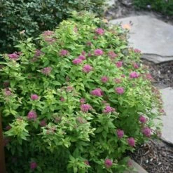 Double Play® Gold Spirea -Green Haven Shop Spiraea Double Play Gold 3 P sw