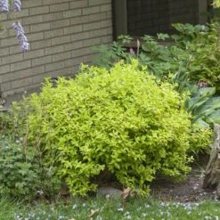 Double Play® Gold Spirea -Green Haven Shop Spiraea Double Play Gold 4 P sw
