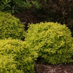 Double Play® Gold Spirea -Green Haven Shop Spiraea Double Play Gold 5 P sw