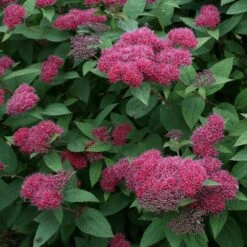 Double Play® Red Spirea 11 Double Play® Red Spirea -Green Haven Shop Spiraea Double Play Red 3 P sw