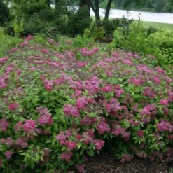 Double Play® Red Spirea 12 Double Play® Red Spirea -Green Haven Shop Spiraea Double Play Red 4 P sw