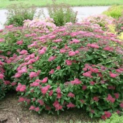 Double Play® Red Spirea 13 Double Play® Red Spirea -Green Haven Shop Spiraea Double Play Red 5 P sw
