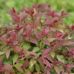 Double Play® Red Spirea 14 Double Play® Red Spirea -Green Haven Shop Spiraea Double Play Red 6 P sw