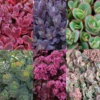 Succulent Ground Cover Collection 1 Succulent Ground Cover Collection -Green Haven Shop Succulent Ground Cover Collection