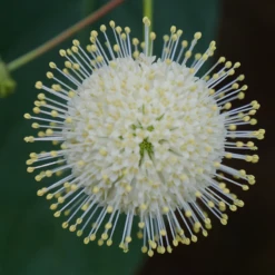 Sugar Shack® Buttonbush -Green Haven Shop SugarShackFlowers2