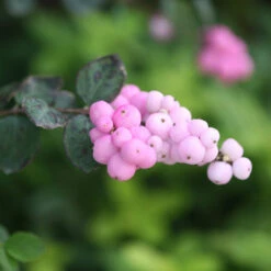 Proud Berry® Coralberry