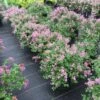 Bloomerang® Dwarf Purple Reblooming Lilac -Green Haven Shop Syringa Bloomerang Dwarf Purple 1 P 1770bb18 3ed6 4dc6 ac15 74401aaa7d29 sw