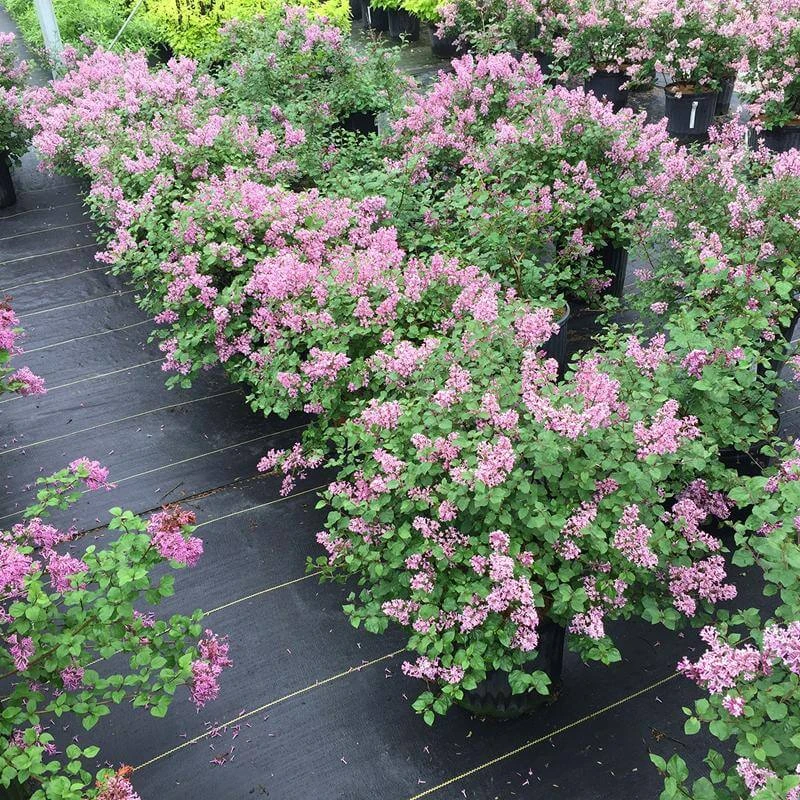 Front Page -Green Haven Shop Syringa Bloomerang Dwarf Purple 1 P 1770bb18 3ed6 4dc6 ac15 74401aaa7d29 sw