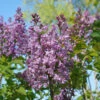 Scentara® Double Blue Lilac 2 Scentara® Double Blue Lilac -Green Haven Shop Syringa Scentara Double Blue 1 P