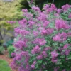 Bloomerang® Dark Purple Reblooming Lilac -Green Haven Shop SyringaBloomerangDarkPurpleDSC02991 800x800 3460ea0
