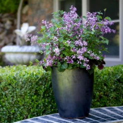 Bloomerang® Dark Purple Reblooming Lilac -Green Haven Shop SyringaBloomerangDarkPurpleIMG 8948 800x800 b73a99c