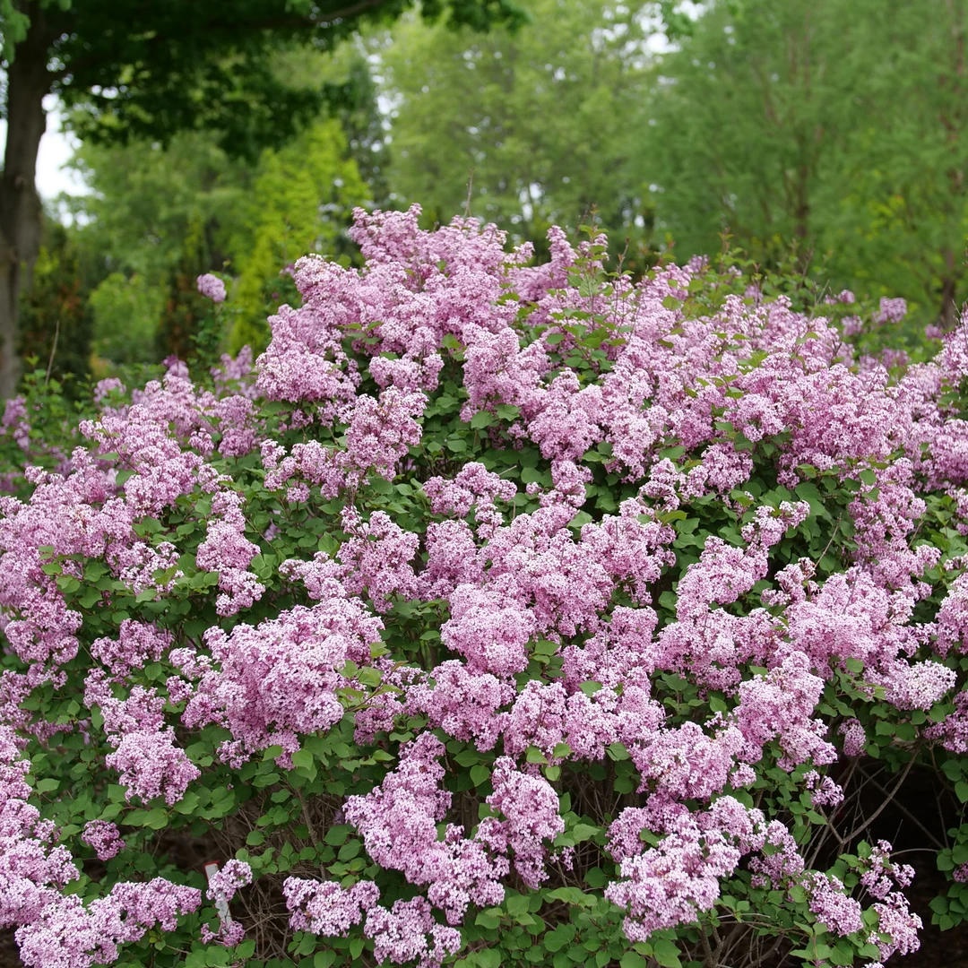 Bloomerang® Purpink™ Lilac 3 Bloomerang® Purpink™ Lilac