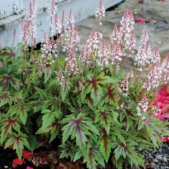 'Sugar & Spice' Foamflower -Green Haven Shop TIASS1Q 1