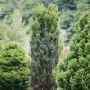 Stonehenge® Yew -Green Haven Shop Taxus Stonehenge 1