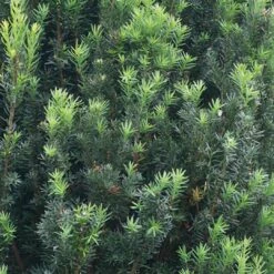 Stonehenge® Yew -Green Haven Shop Taxus Stonehenge 3