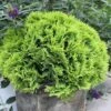 Anna's Magic Ball® Arborvitae -Green Haven Shop Thuja Annas Magic Ball 1 P 46429b42 01c2 44e2 8bda f0a54b055e98 sw