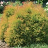 Fire Chief™ Arborvitae -Green Haven Shop ThujaFireChiefConardPyle1 1000x1000 17cd298