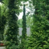 Sting™ Arborvitae -Green Haven Shop ThujaStingDSC00819 800x800 0c5792a