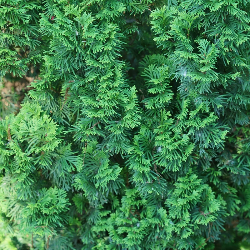 Sting™ Arborvitae 4 Sting™ Arborvitae - Image 2