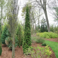 Sting™ Arborvitae 8 Sting™ Arborvitae -Green Haven Shop ThujaStingDSC08025 800x800 53ffe22
