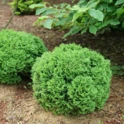 Tater Tot® Arborvitae -Green Haven Shop ThujaTaterTotDSC00762 800x800 a05e054