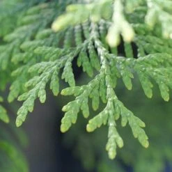 Full Speed A Hedge® 'American Pillar' Arborvitae 13 Full Speed A Hedge® 'American Pillar' Arborvitae -Green Haven Shop Thuja American Pillar 10 P sw