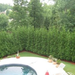 Full Speed A Hedge® 'American Pillar' Arborvitae 10 Full Speed A Hedge® 'American Pillar' Arborvitae -Green Haven Shop Thuja American Pillar 3 sw