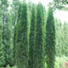 Full Speed A Hedge® 'Thin Man' Arborvitae 2 Full Speed A Hedge® 'Thin Man' Arborvitae -Green Haven Shop ThujaoccidentalisThinManDSC06676 800x800 460e2e4