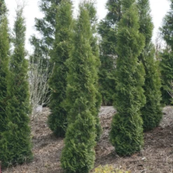 Full Speed A Hedge® 'Thin Man' Arborvitae -Green Haven Shop ThujaoccidentalisThinManIMG 1635 800x800 fdbdd36