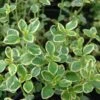 Lemon Thyme 2 Lemon Thyme -Green Haven Shop Thymus citriodorus P sw