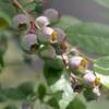 'Legacy' Blueberry -Green Haven Shop Vaccinium Legacy P1060662