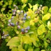Sky Dew™ Gold Vaccinium -Green Haven Shop VacciniumSkyDewGold3 800x800 8c93af6
