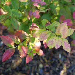 Sky Dew™ Gold Vaccinium -Green Haven Shop VacciniumSkyDewGoldP1106254 800x800 75523be